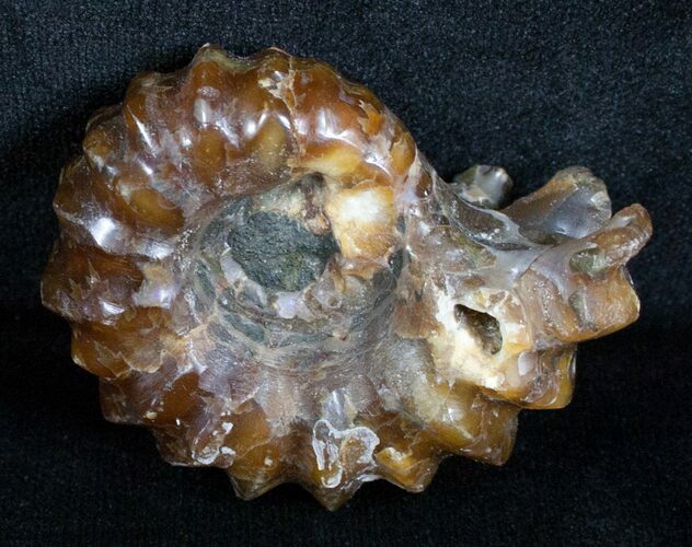 Polished Douvilleiceras Ammonite - Inches #3663
